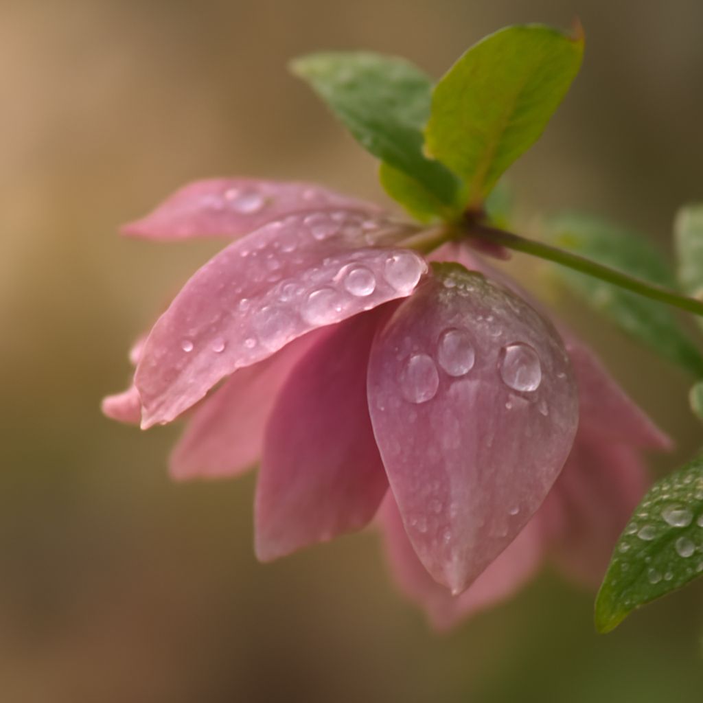 macro flower photography and hibiscus flower black and white