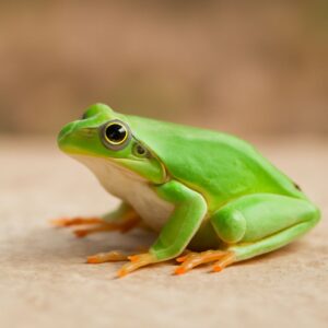 Understanding the 5×7 Aspect Ratio and Other Key Formats