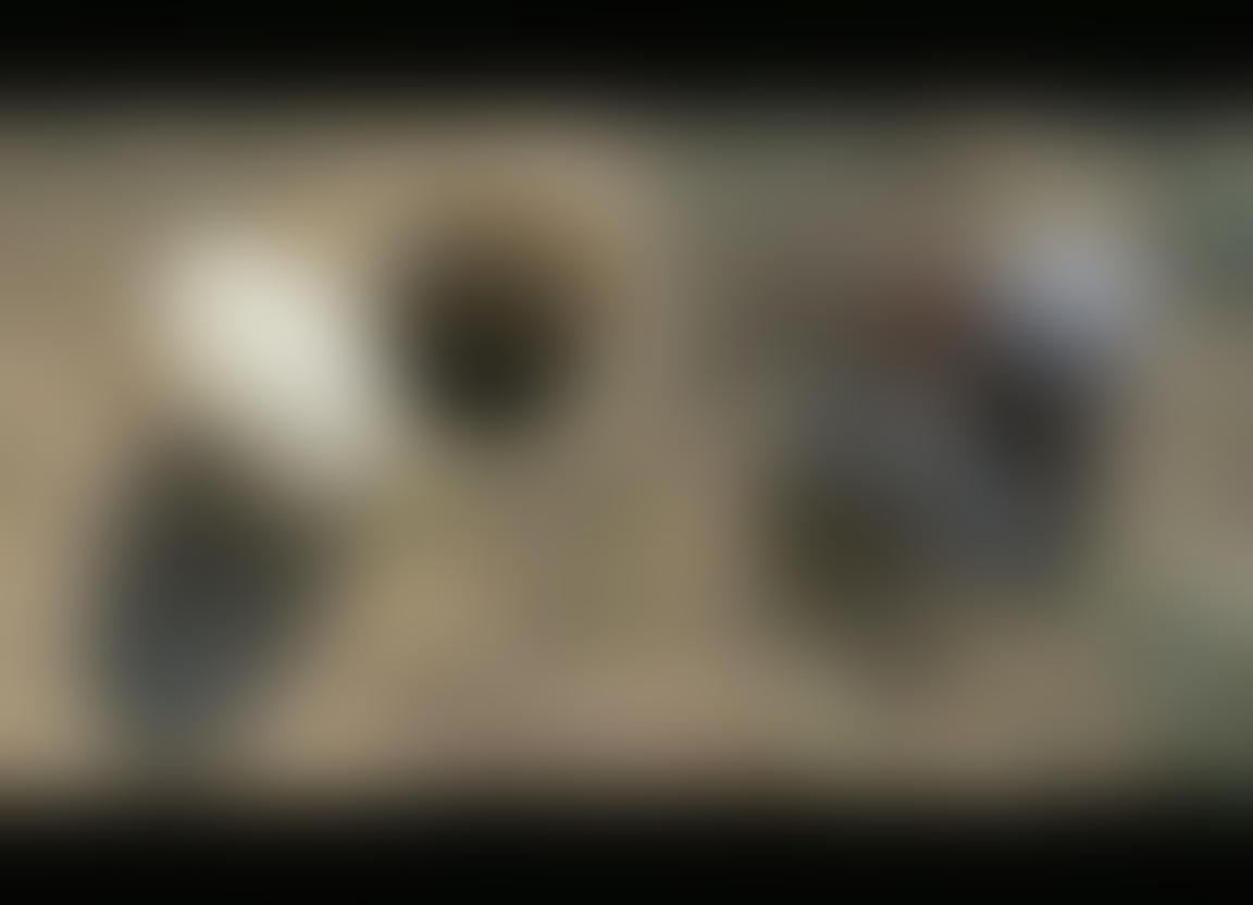 Black spider with white stripes and black widow with white spots