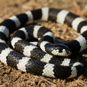 Black and White Striped Snake: Design and Symbolism