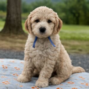 Black and White Goldendoodle: A Design & Color Perspective