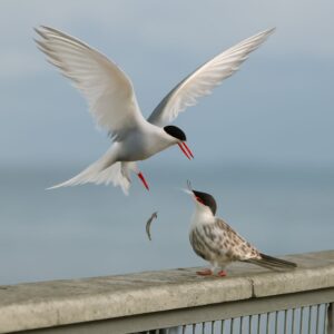 Bird Flight Cage and Photography Basics