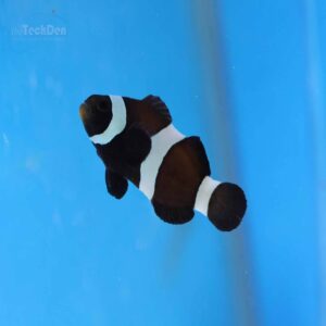 Black and White Clownfish: A Dive into Monochrome Living