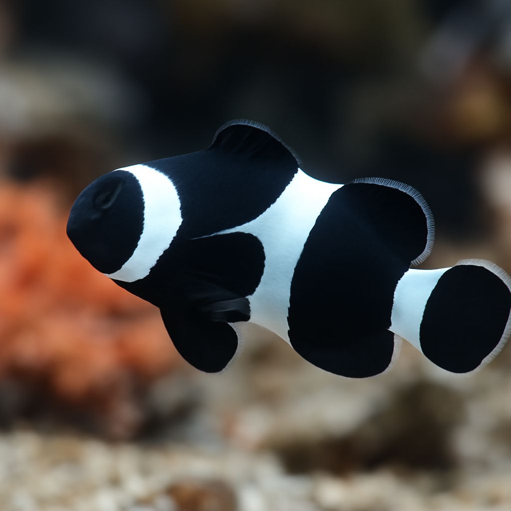 black and white clownfish, black and white apartment