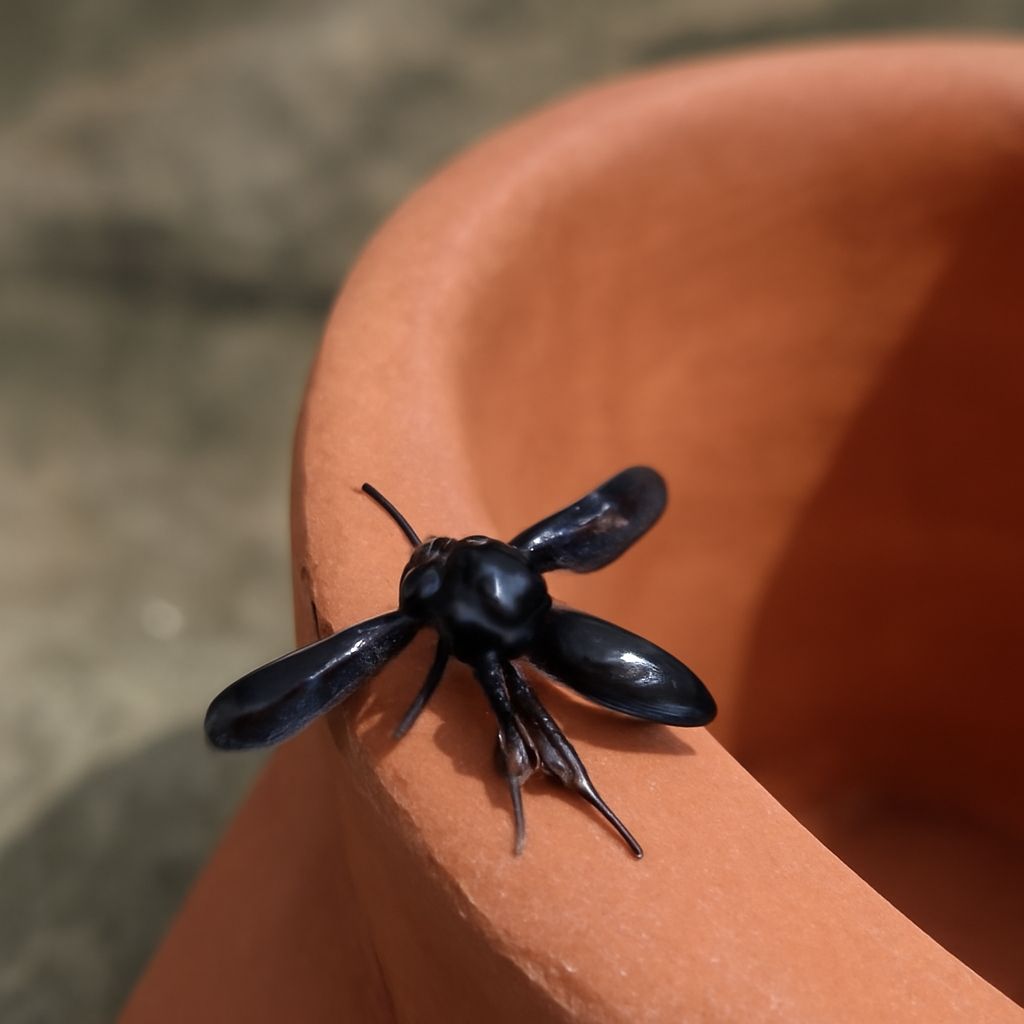 Close-up of black wasp with white stripes and black and white striped wasp