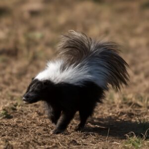 White Skunk with Black Stripe: A Design & Color Exploration