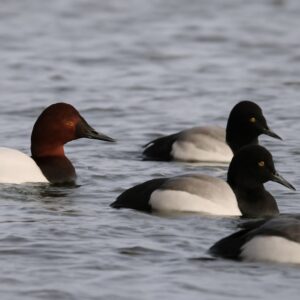 Black and White Diving Duck in Real Estate