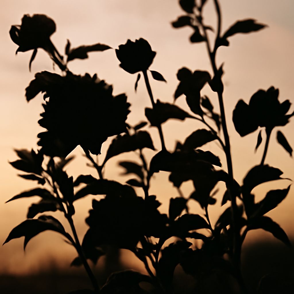 black and white rose wallpaper with damask and Boba Fett
