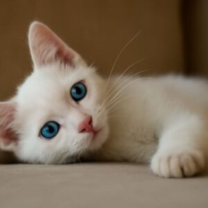 White Cat with Black Tail: A Palette of Design & Colors